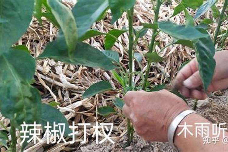 什么是鱼蛋白肥料,鱼蛋白肥料作用及使用方法