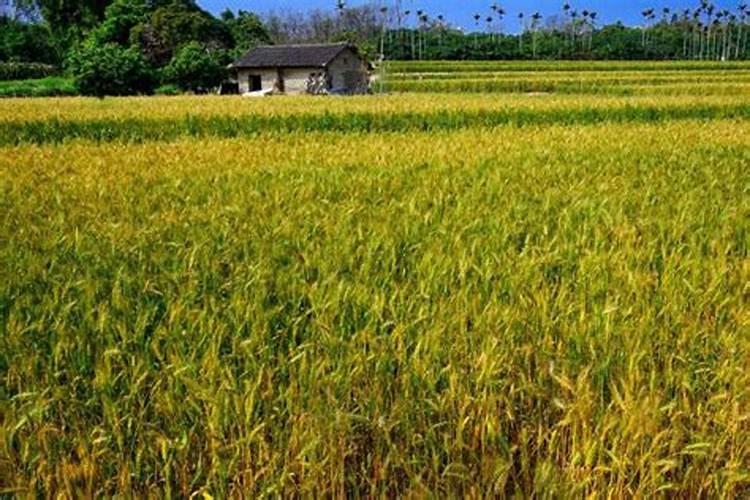 大豆叶片发黄打芸苔素