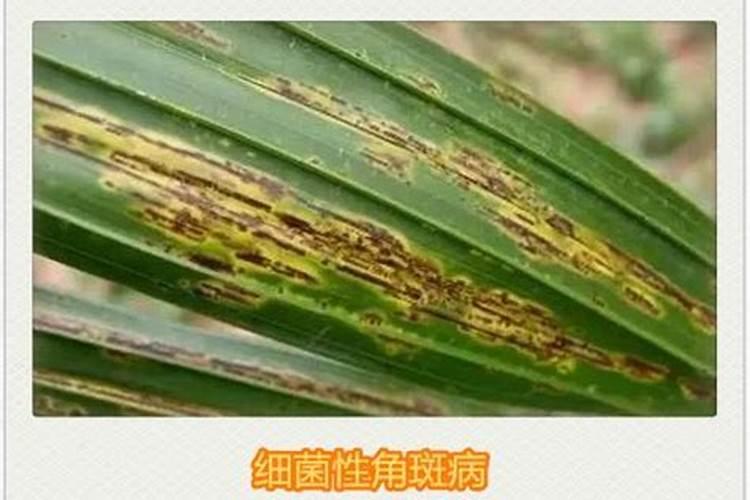 茶树盆景怎么养 茶树盆景的养殖方法