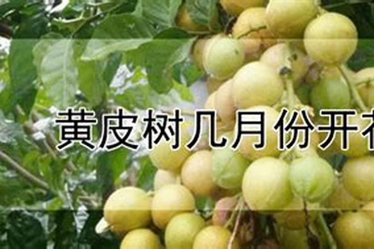 硅肥有什么作用？为什么大家都在用