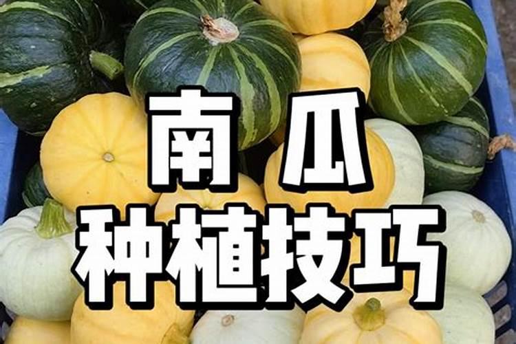 种南瓜用什么肥料好