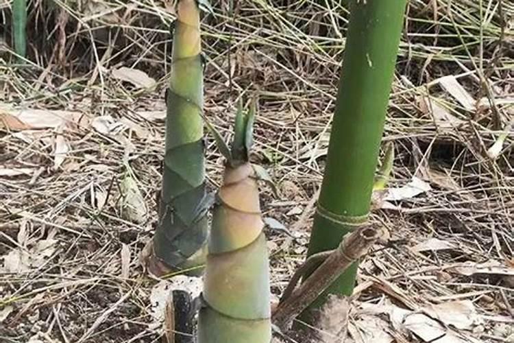 种植香蕉需要什么技术？