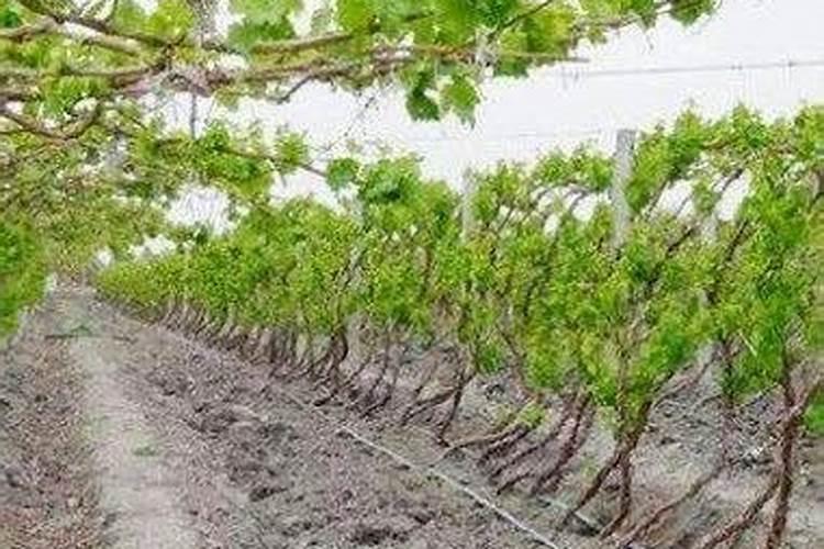 葡萄树用什么肥料长得快