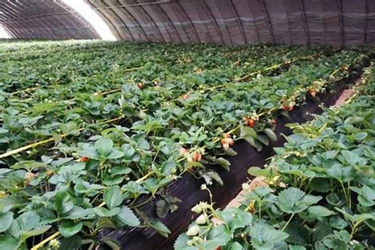 听说仙人掌不用光也可吸收二氧化碳,防出氧气,这是真的吗