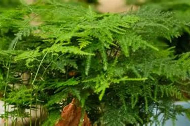 给花施肥的正确方法