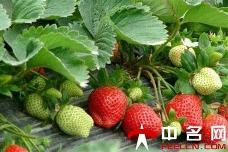 叶面肥同时打钙肥和中量元素肥可以吗？