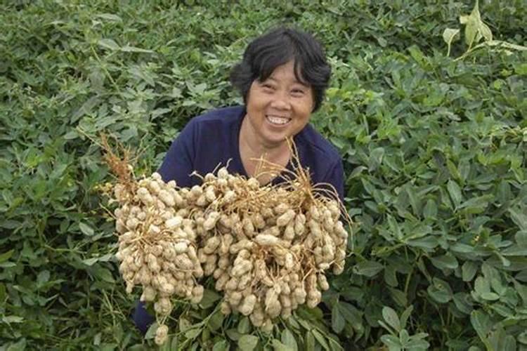 高磷肥料有哪些