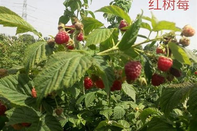 如何种植红树莓？
