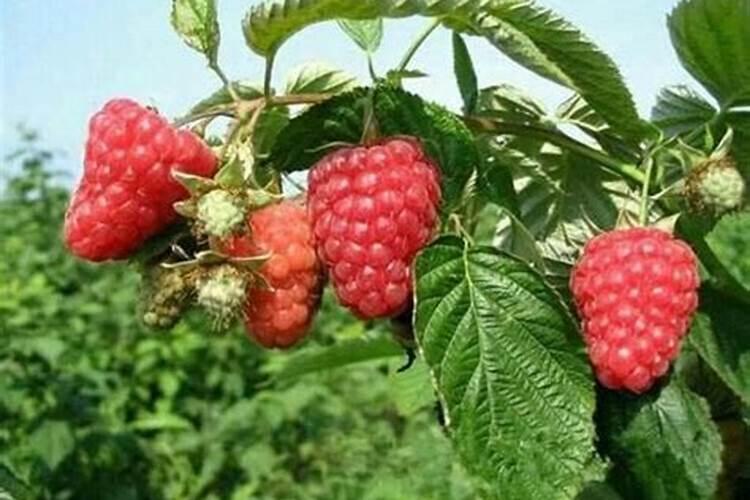 如何种植红树莓？