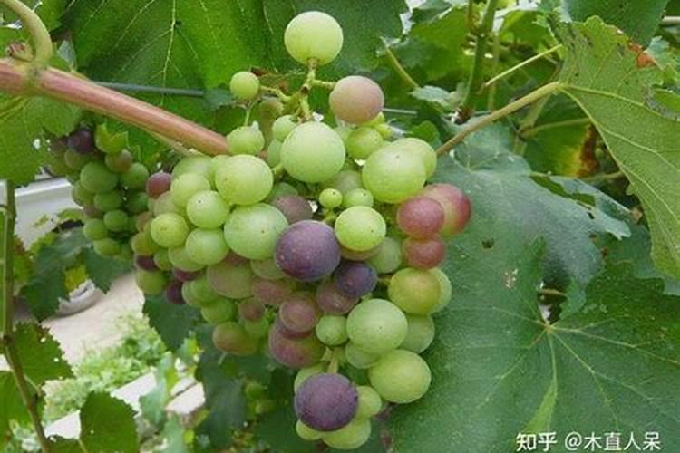板栗施硼肥有什么技巧？对树本身有哪些好处呢？
