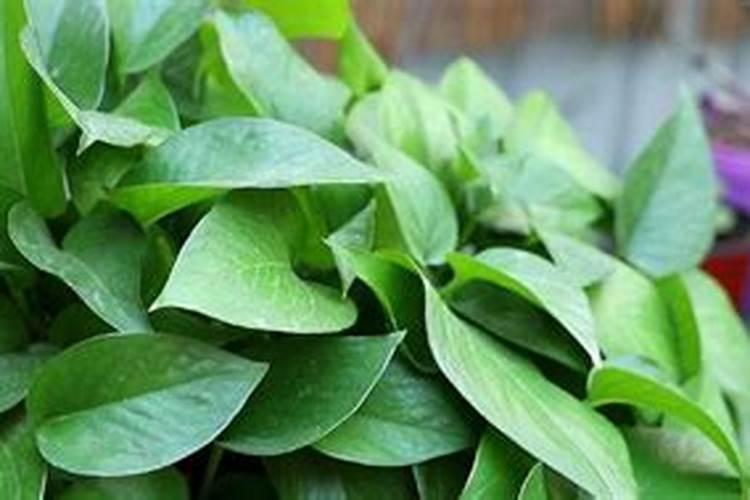 油茶树一年要打几次农药