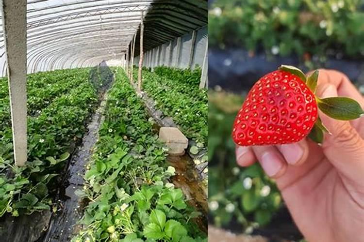 茶叶树什么时间修剪技最好？