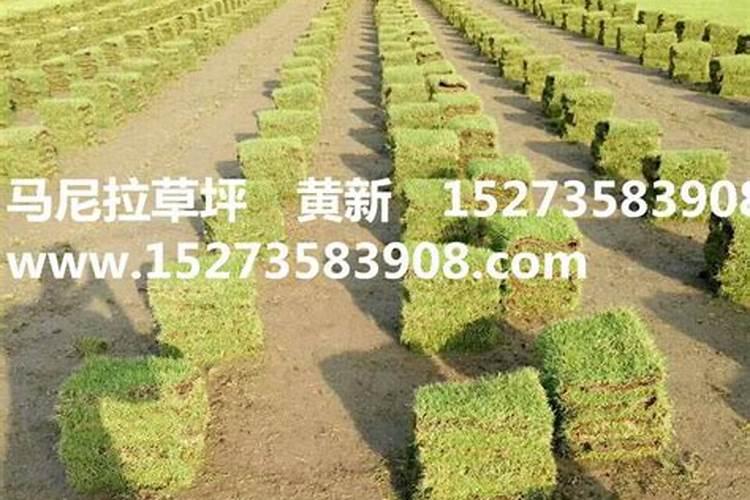 水稻氮肥过多该怎么办