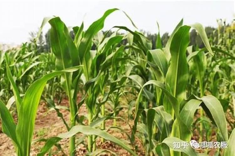 如何正确给玉兰施肥？