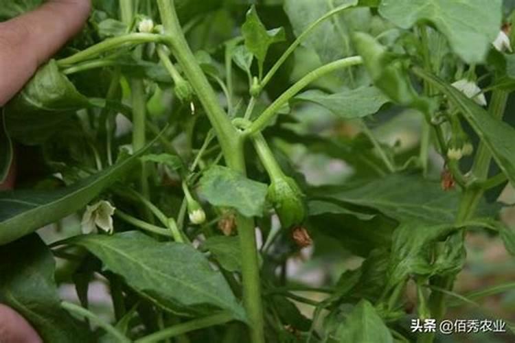 苹果树施什么肥好