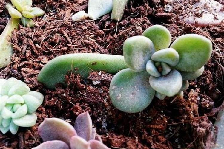 新栽兰花叶面可以喷水吗