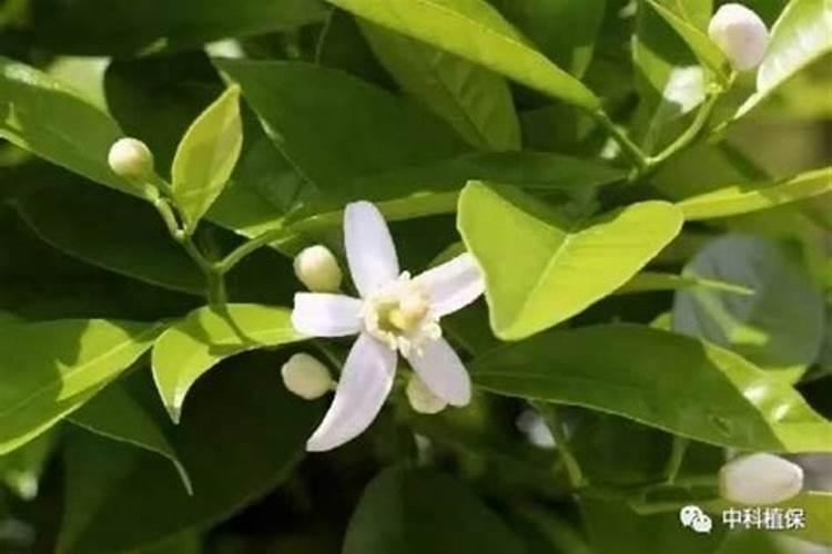 硼对苹果产量品质有什么影响？苹果膨大期,如何高效补硼呢
