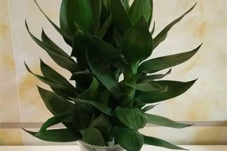 水稻灌浆期能喷糖醇钙镁水溶肥吗？