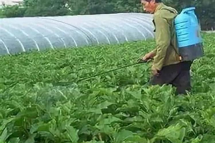 大葱用什么杀菌剂和叶面肥好