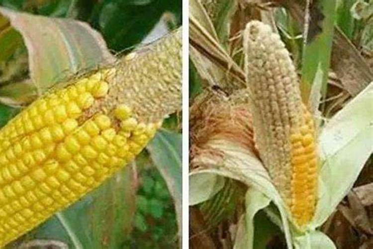 玉米扬花期能打叶面肥吗