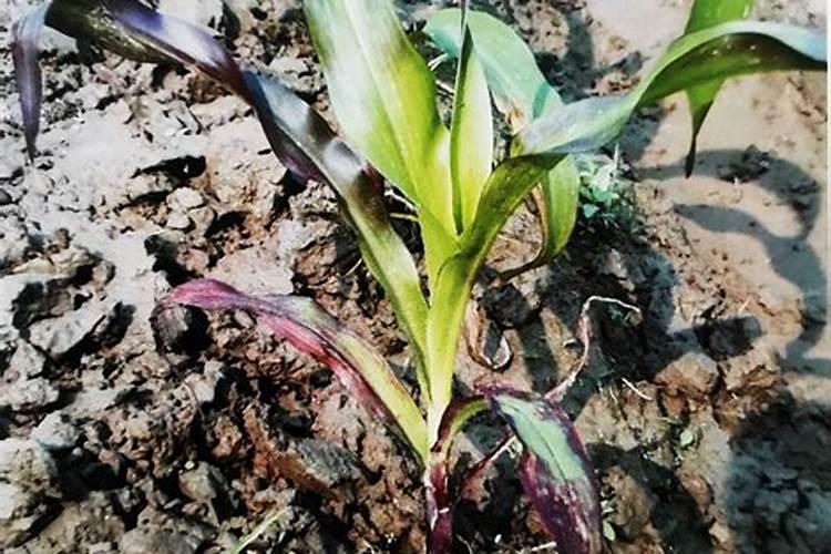 玉米苗上喷了草甘磷一小时后下大雨了,对玉米苗有影响吗？谢谢