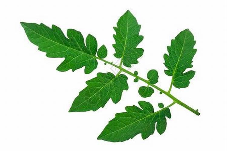 兰花叶面喷水好吗？注意什么？