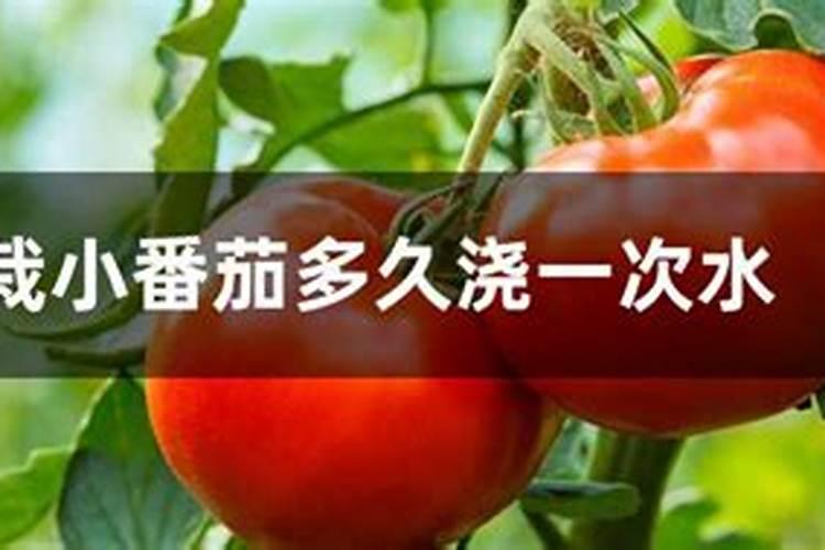 种植番茄在苗期,对水肥的使用都有哪些要求？