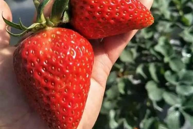 种植中药材施什么肥料好？