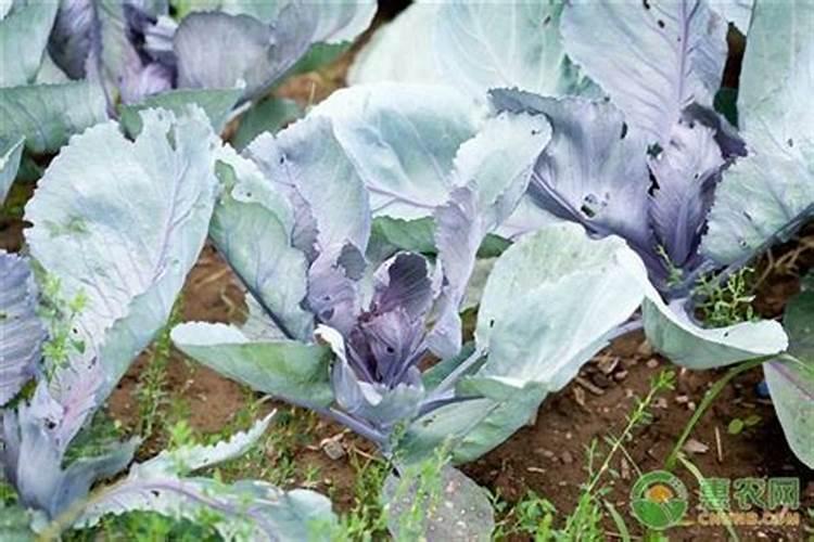 蔬菜作物氮素过多有哪些症状？怎样防治？