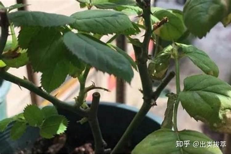 月季感染了霜霉病和灰霉病,要怎么应对和治疗？