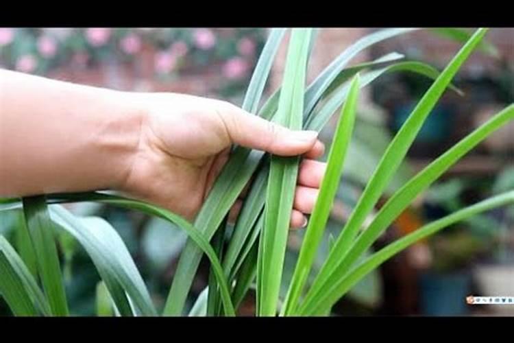 白兰花用什么肥料最好(白兰花怎么施肥长得快开花多)