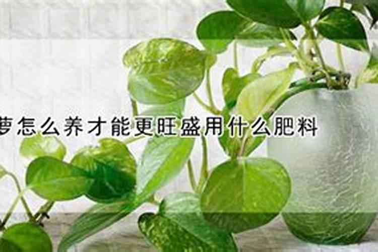 绿萝施什么肥最好 适合用什么肥料