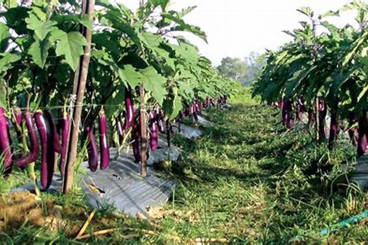 茄子需要什么肥料