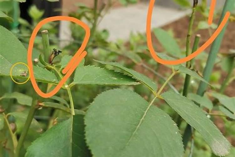 我的黄瓜秧硼肥施多了,应该怎么办叶子黄边