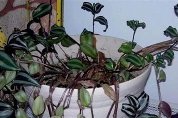 复合肥可以做花肥吗