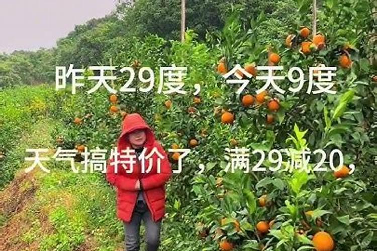 沃柑冬肥用什么肥料好