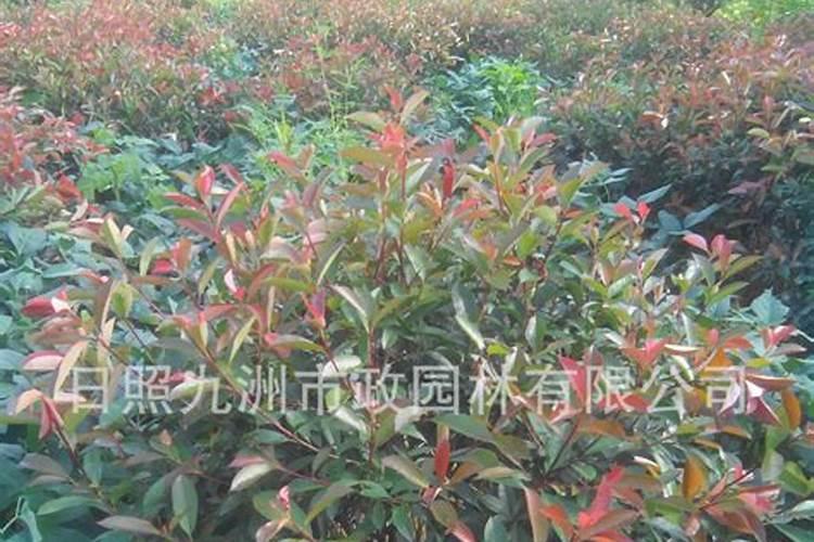 五大蓄电池品牌里有哪些品牌？哪个电池品牌值得买？