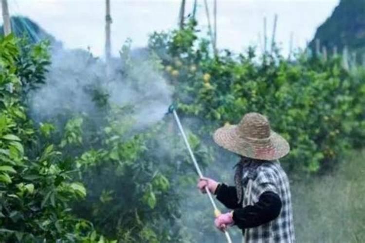 打完石硫合剂什么时间可以打磷酸二氢钾和其它的叶面肥？