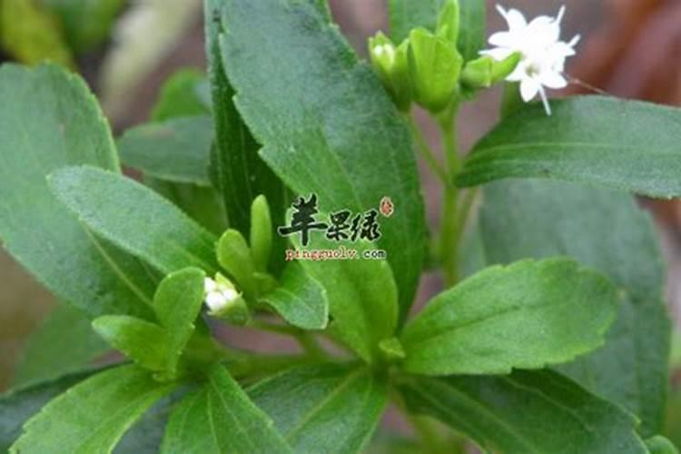 请问你种植甜叶菊吗？