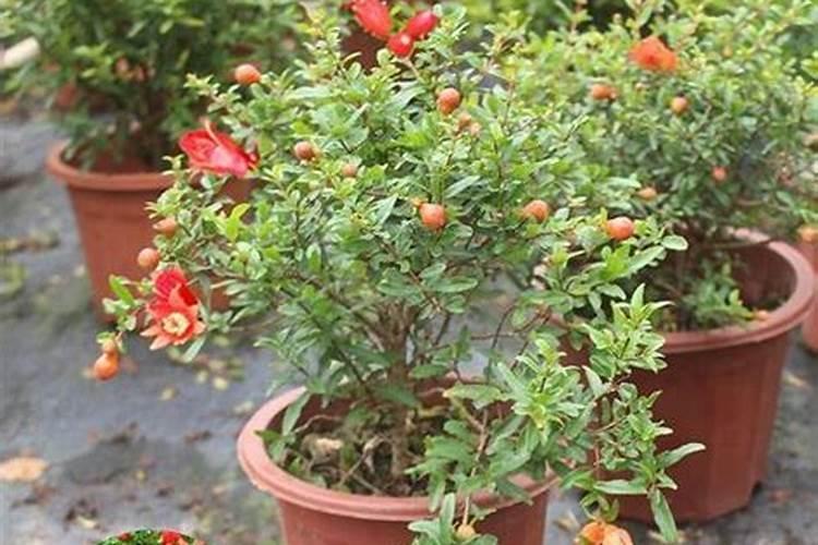 石榴花的四季养护方法