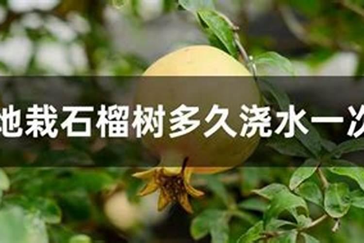 石榴花的花期管理,疏剪花蕾追施肥料
