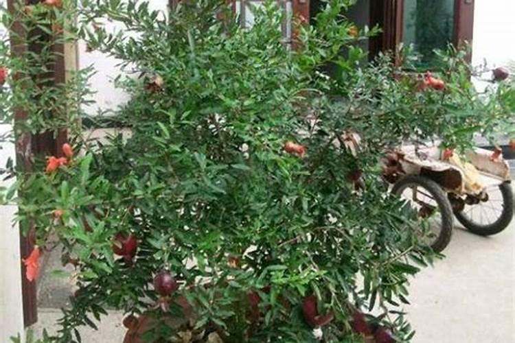 石榴花春天怎么养,浇水保湿并追施氮肥