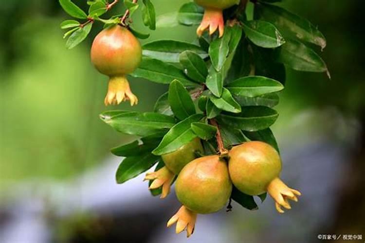 请问石榴花期施什么肥