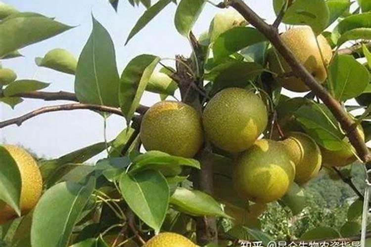 家门囗种植什么果树最好