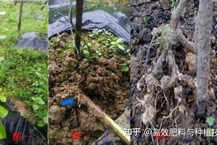 迪根和依托考昔哪个效果好