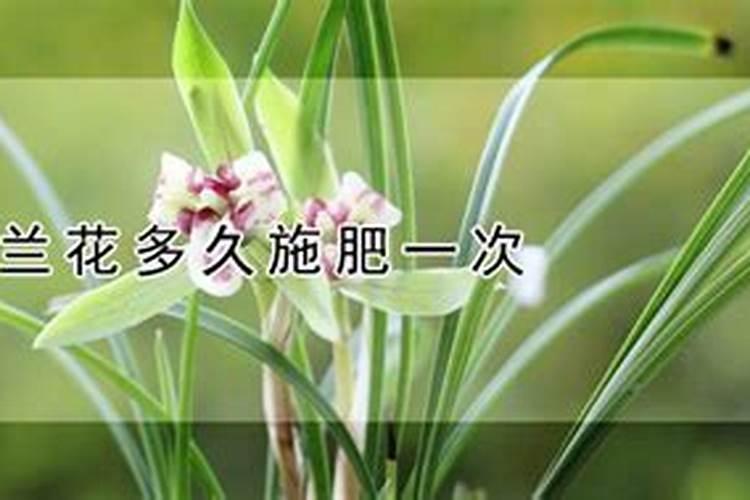 兰草要怎么养它才长得好