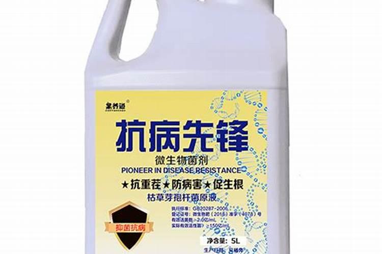 柿子苗栽培的技巧