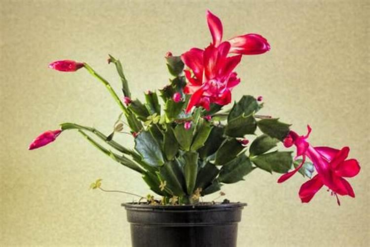 西葫芦如何施肥产量高？