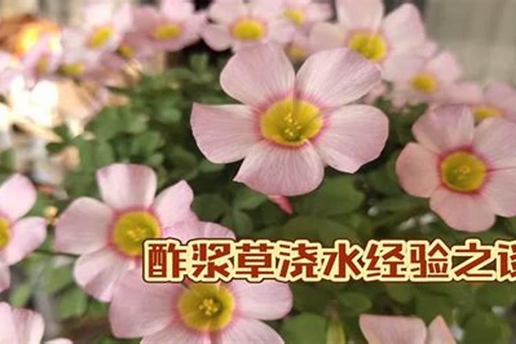 红花酢浆草的养殖方法和注意事项