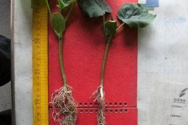 西瓜苗在苗盘能用高钾肥施肥吗？